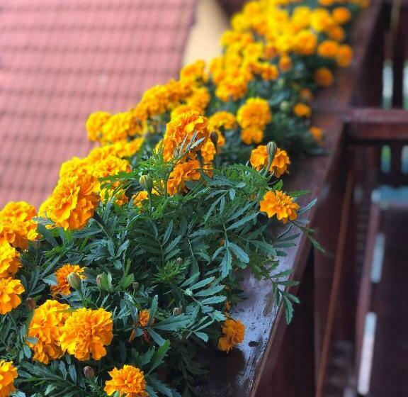 بنسيون Penzion Bado