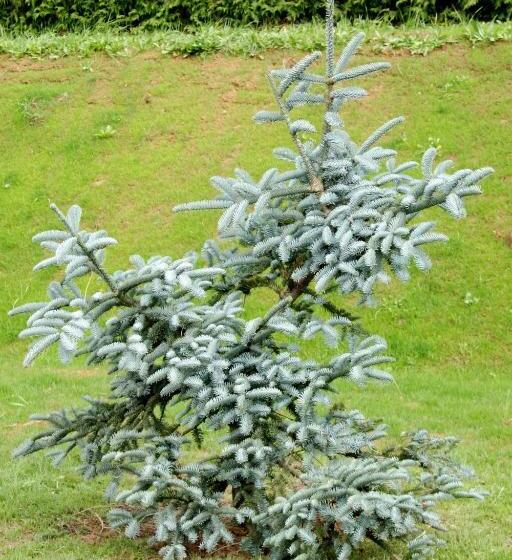 ペンション Penzion Ovčárna