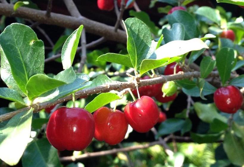 Pension Pousada Recanto Dos Passáros