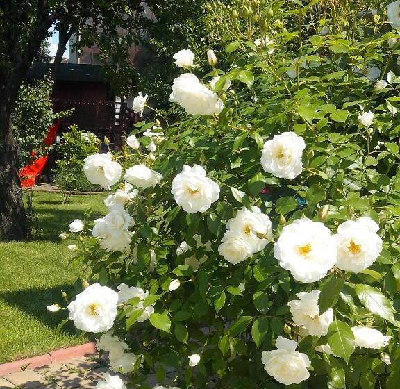 پانسیون Villa Zorba