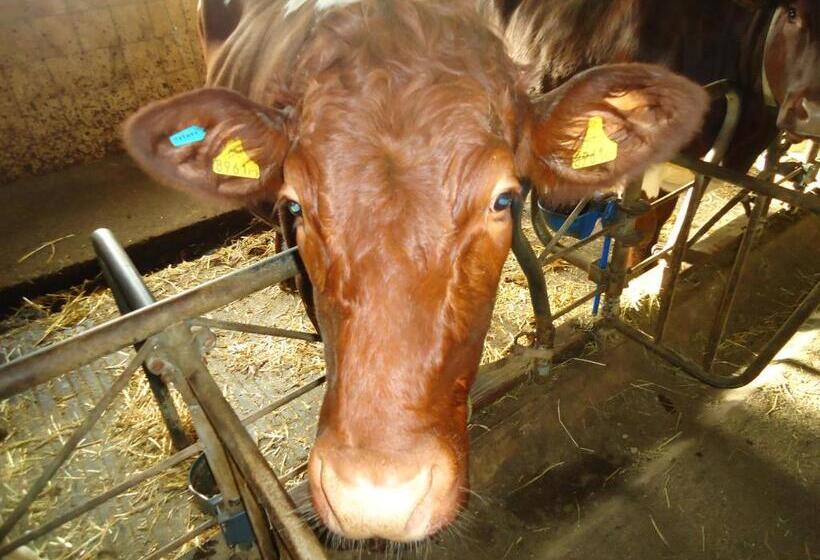 Pension Greimelbacherhof