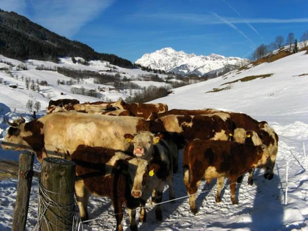 فندق Gumpoldbauer