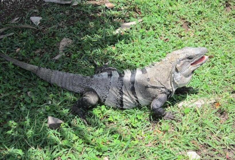 膳宿费 Buenos Días Guest House