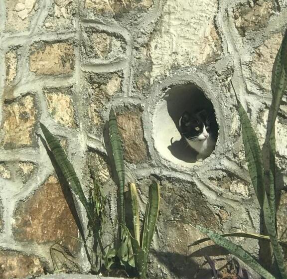 膳宿费 Buenos Días Guest House