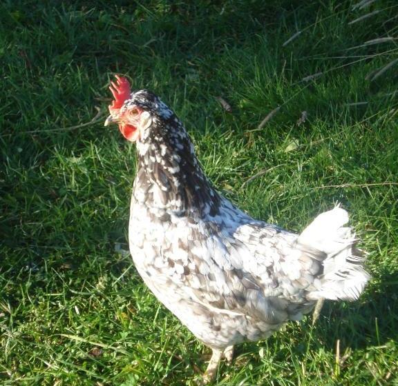 پانسیون Guesthouse Pétursborg