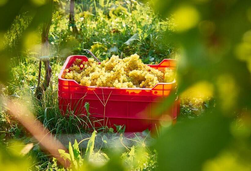 پانسیون Kabaj Wine & Dine