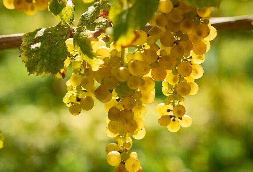 پانسیون Kabaj Wine & Dine