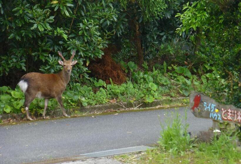 بنسيون Tomarigi