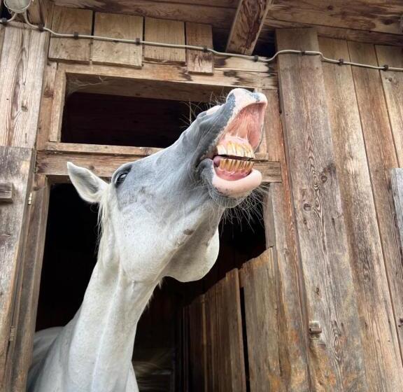 پانسیون Alice Chalet Bled Adults Only