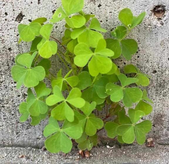 پانسیون Alice Chalet Bled Adults Only