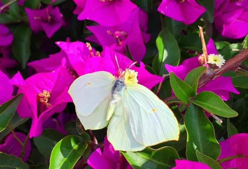 پانسیون Alice Chalet Bled Adults Only