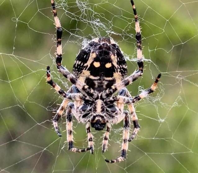 پانسیون Alice Chalet Bled Adults Only