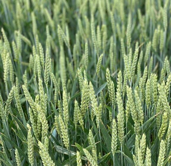 پانسیون Alice Chalet Bled Adults Only