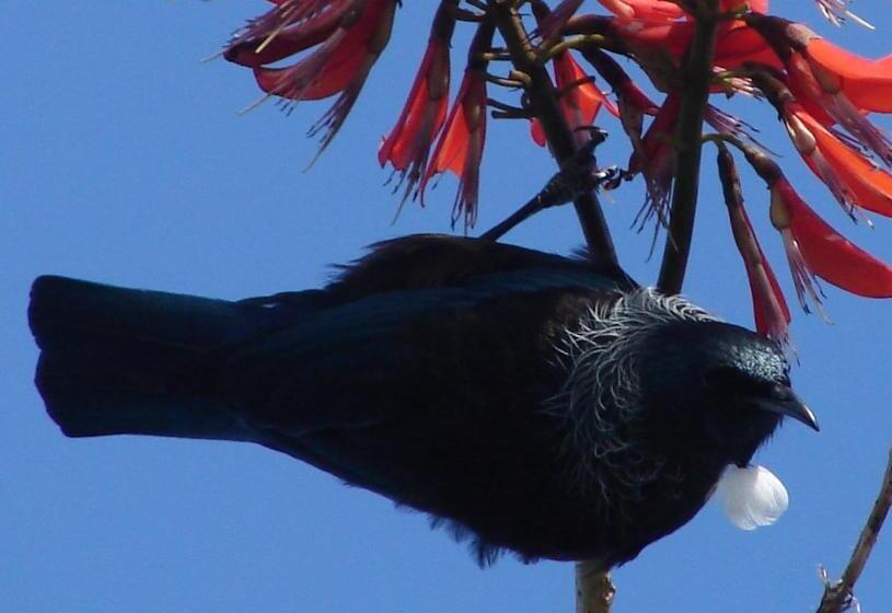 The Retreat Bay Of Islands