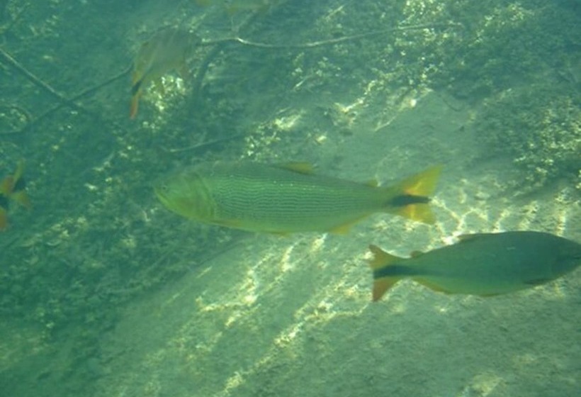 فندق صغير Cabanas