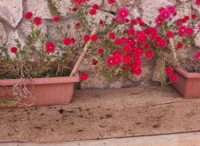 ユースホステル Masairi