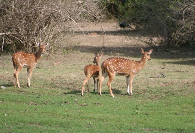 Отель Explorer By Eco Team Bundala