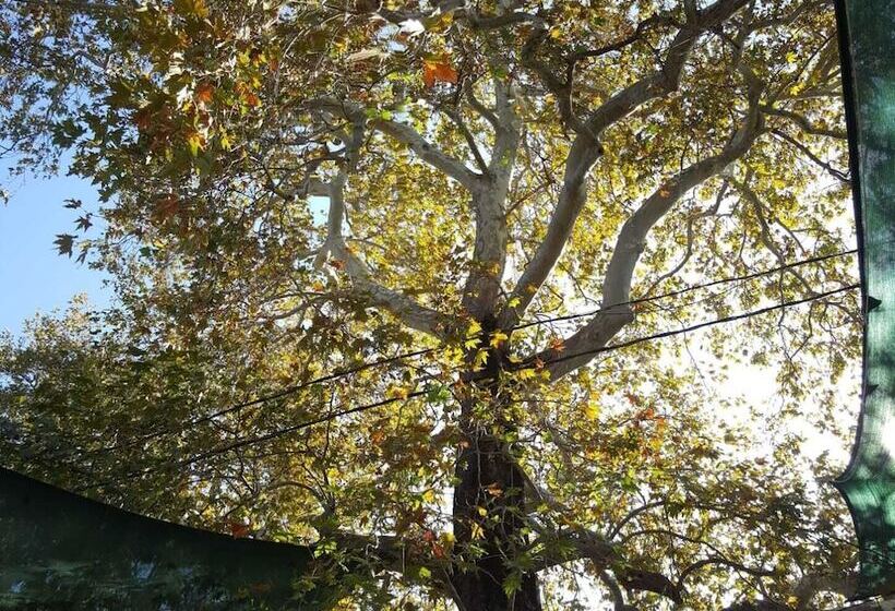 Pensjonat Zeushan Kucuk Otel