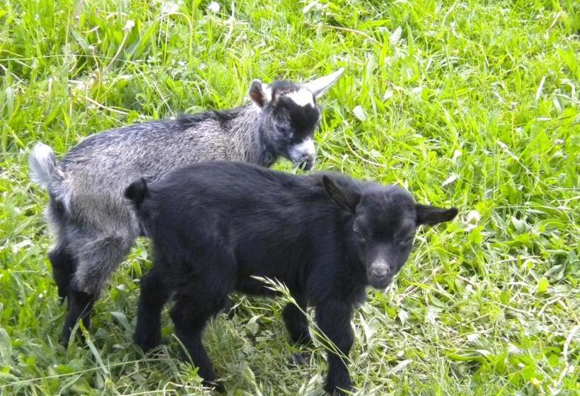 펜션 Die Sonnenblume