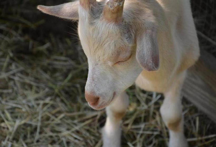 پانسیون Die Sonnenblume