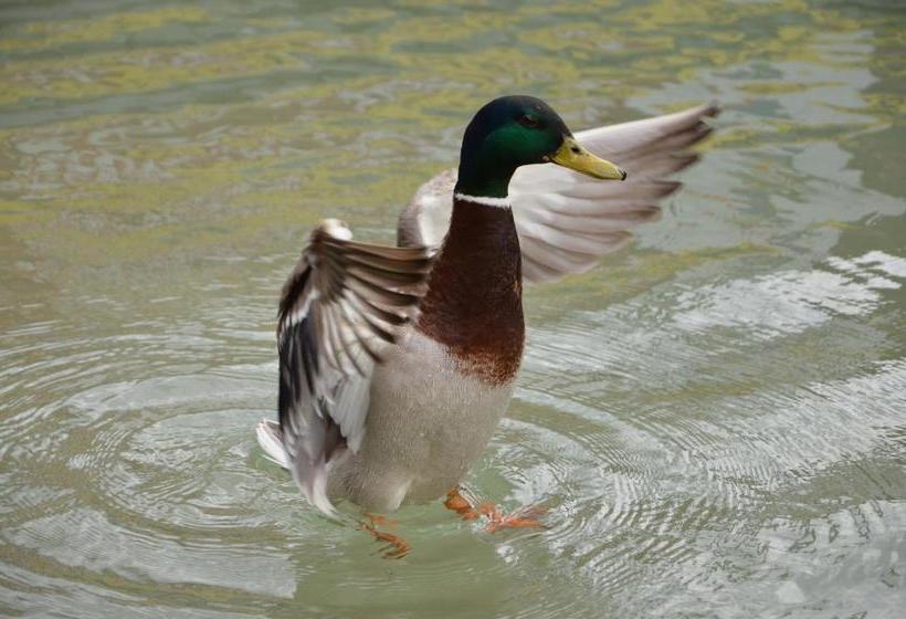 پانسیون Die Sonnenblume