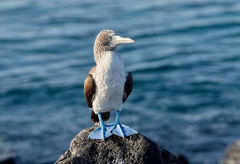Royal Palm Galapagos, Curio Collection Hotel By Hilton
