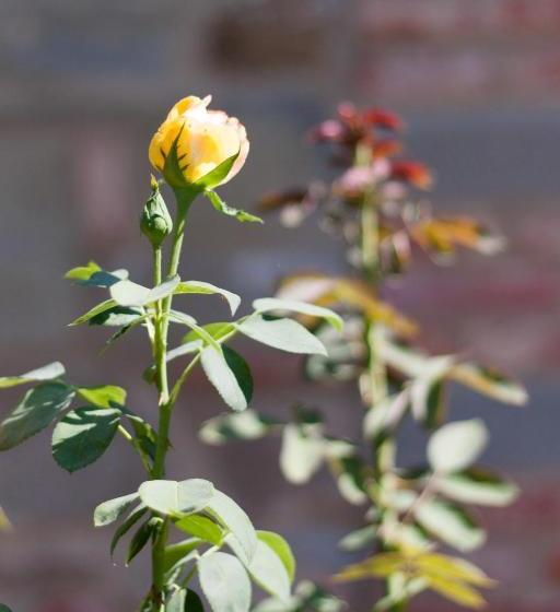 Хостел Agriturismo Brolio Quinto