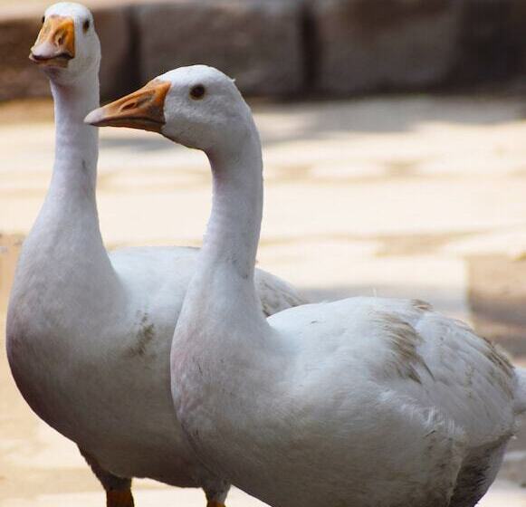 בית מלון כפרי Corbett Paradiso By Ilila