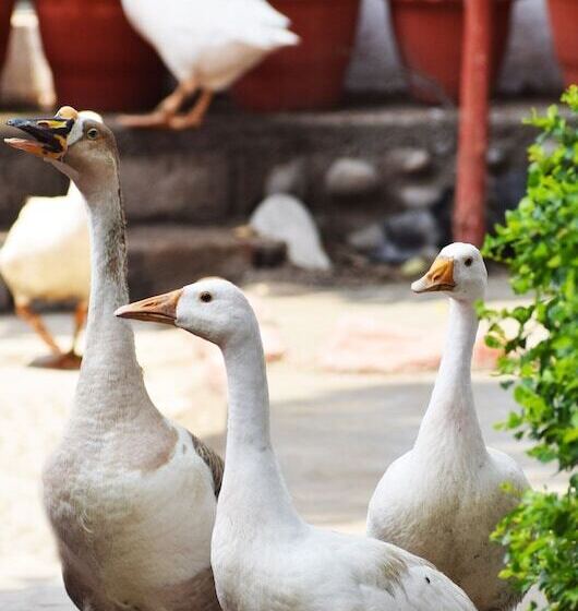 בית מלון כפרי Corbett Paradiso By Ilila