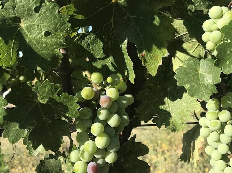 ベッドアンドブレックファースト Bed & Barrel At Stonehouse Cellars