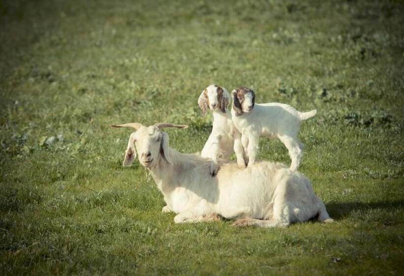 פונדק Sanctuary Park Cottages