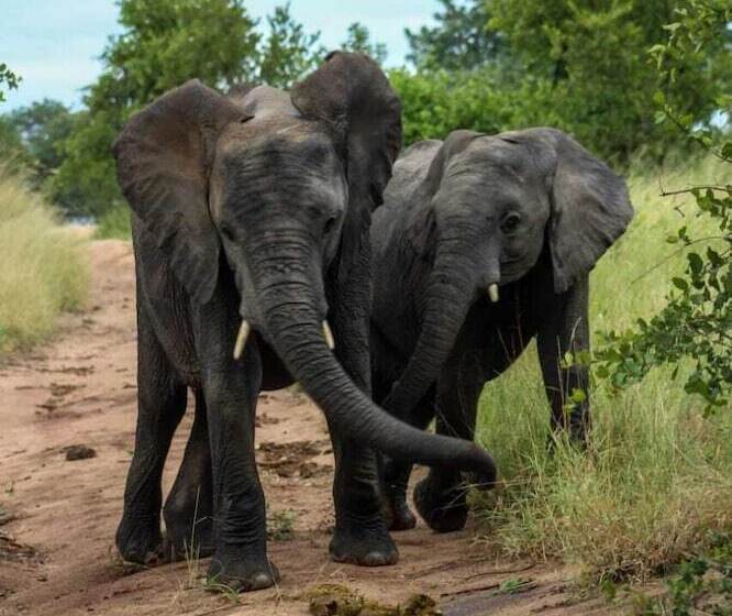 ホテル Elephant Plains Game Lodge