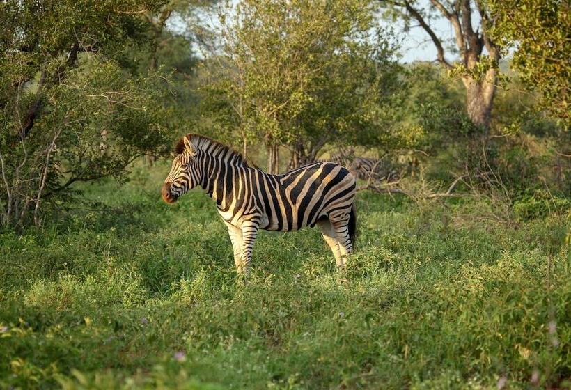 فندق Garonga Safari Camp