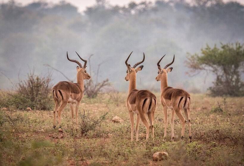 فندق Garonga Safari Camp
