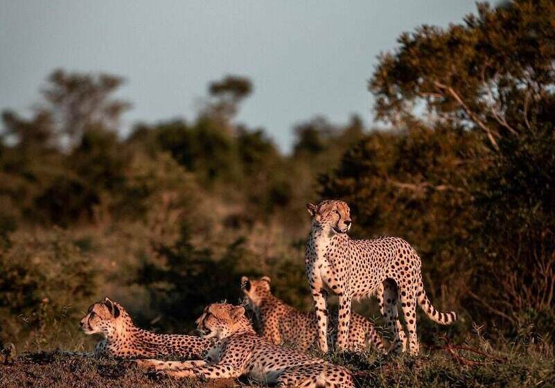 فندق Honeyguide Khoka Moya Camp