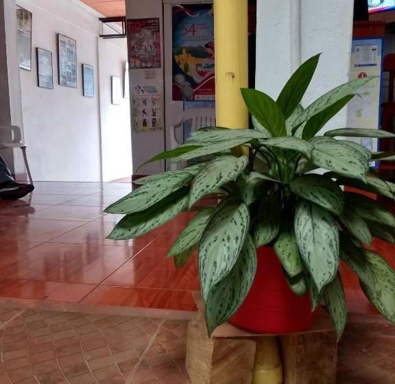 هاستل El Turista