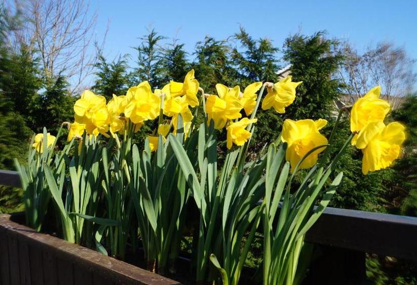 مبيت وإفطار Ardrinane House