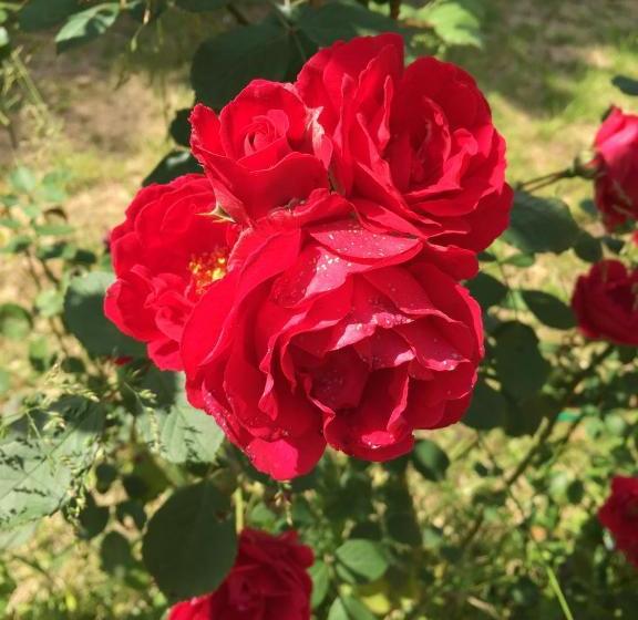 여관 Agriturismo Da Ninoti