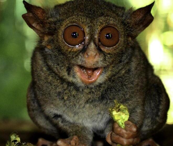 פונדק Tangkoko Sanctuary Villa