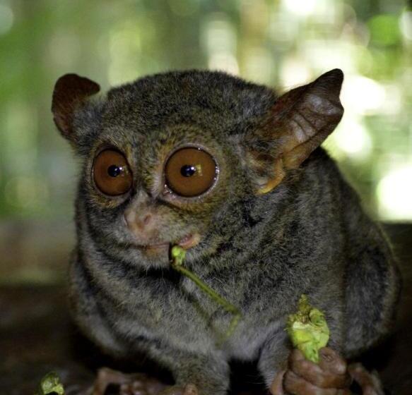 פונדק Tangkoko Sanctuary Villa