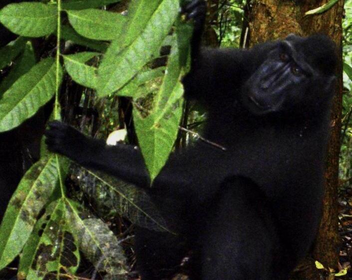 פונדק Tangkoko Sanctuary Villa