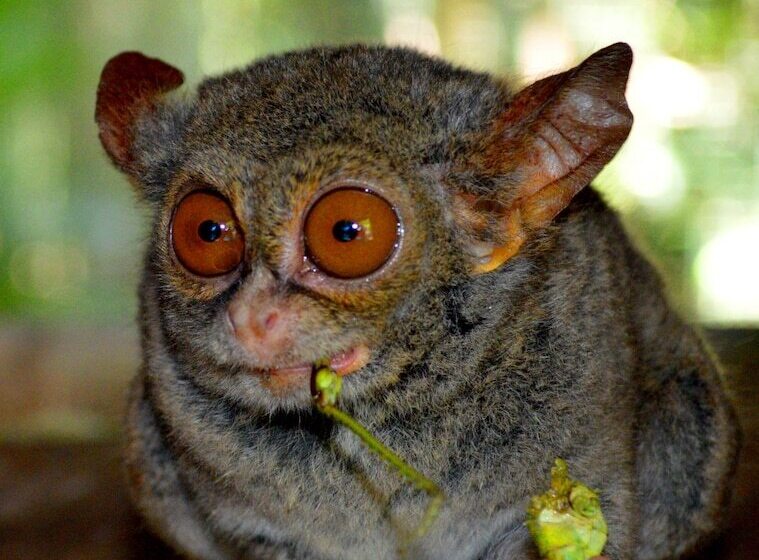 פונדק Tangkoko Sanctuary Villa