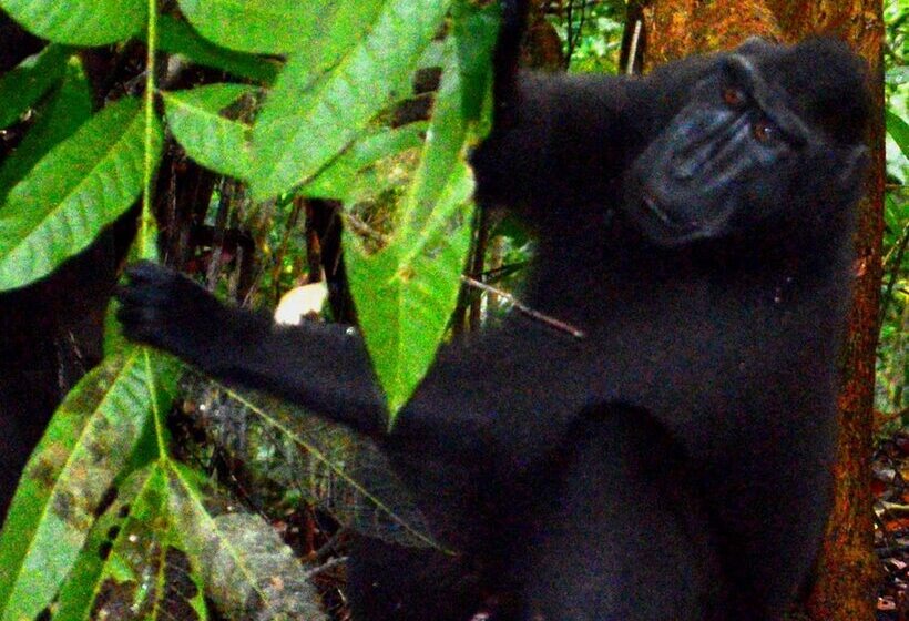 פונדק Tangkoko Sanctuary Villa