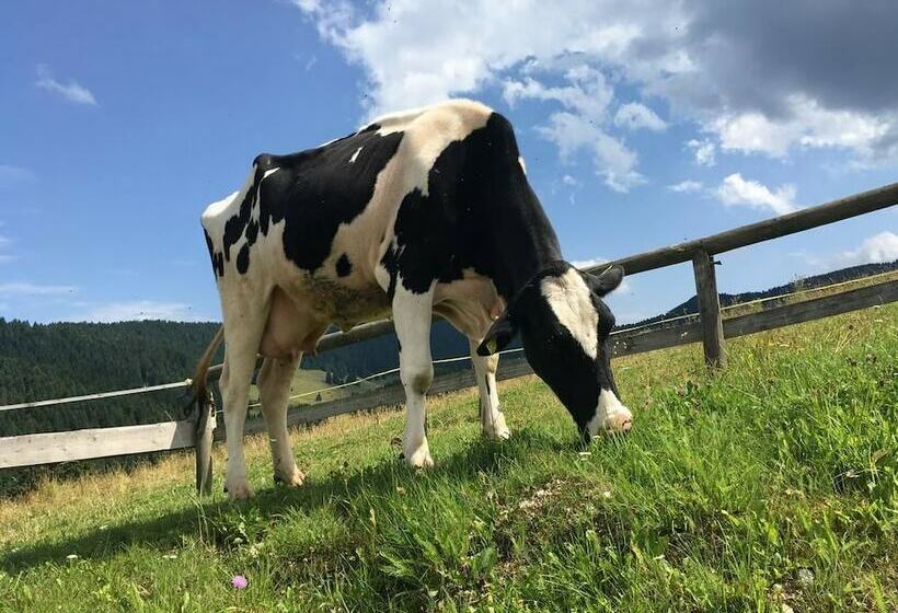 בית מלון כפרי Lares