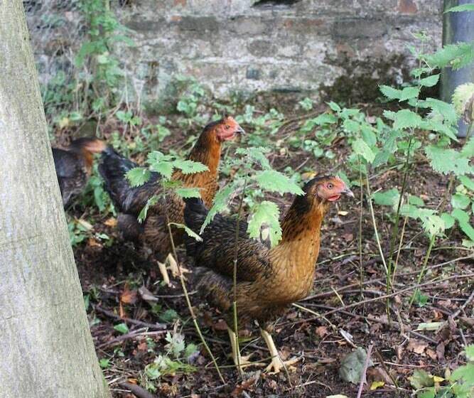 בית מלון כפרי Glenarch House