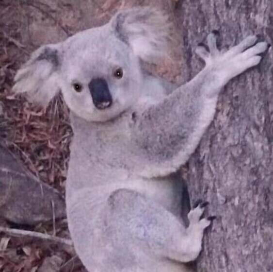 Executive Properties In North Ward Townsville And On Magnetic Island