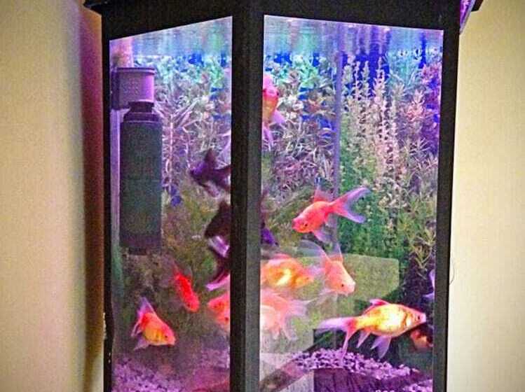 酒店 Frangipani Dehiwela