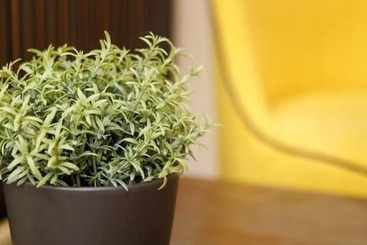 ペンション Limani Comfort Rooms