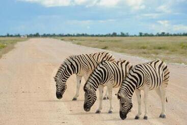 ホテル Etosha Village