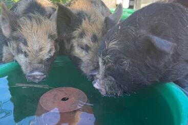 آپارتمان‌های توریست‌ها Willow Court Farm